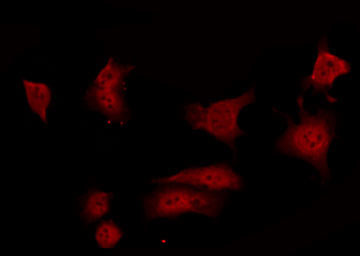 Phospho-GRF-1 (Tyr1105) Antibody in Immunocytochemistry (ICC/IF)