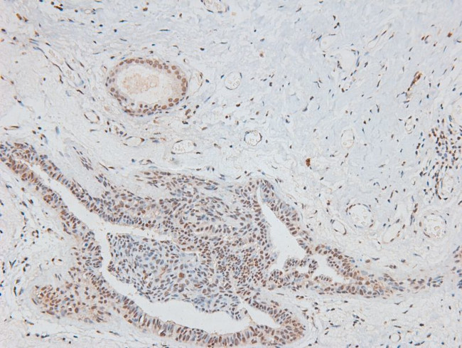 Phospho-CD150 (Tyr327) Antibody in Immunohistochemistry (Paraffin) (IHC (P))
