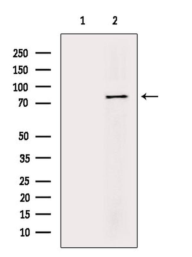 Phospho-Tau (Ser717, Ser400) Antibody in Western Blot (WB)