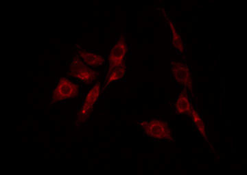 Phospho-LKB1 (Ser334) Antibody in Immunocytochemistry (ICC/IF)