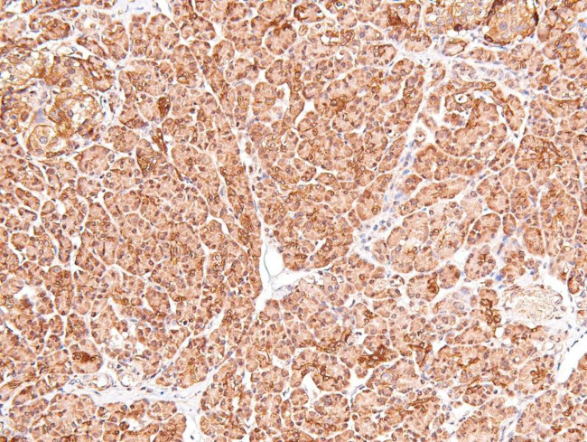 Phospho-cGKII (Ser126) Antibody in Immunohistochemistry (Paraffin) (IHC (P))