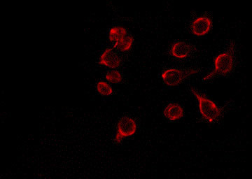 Phospho-LAT (Tyr161) Antibody in Immunocytochemistry (ICC/IF)
