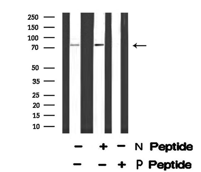 Phospho-KIZUNA (Thr379) Antibody in Western Blot (WB)
