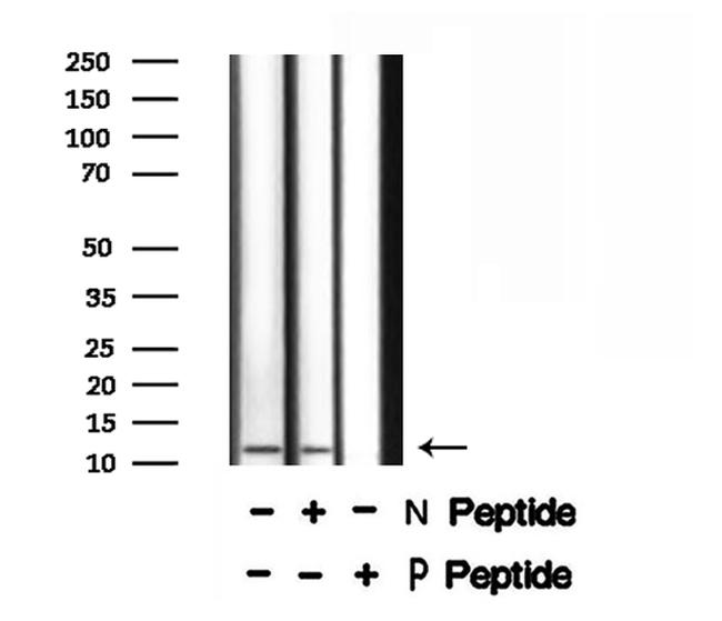 Phospho-PDE6 gamma (Thr22) Antibody in Western Blot (WB)