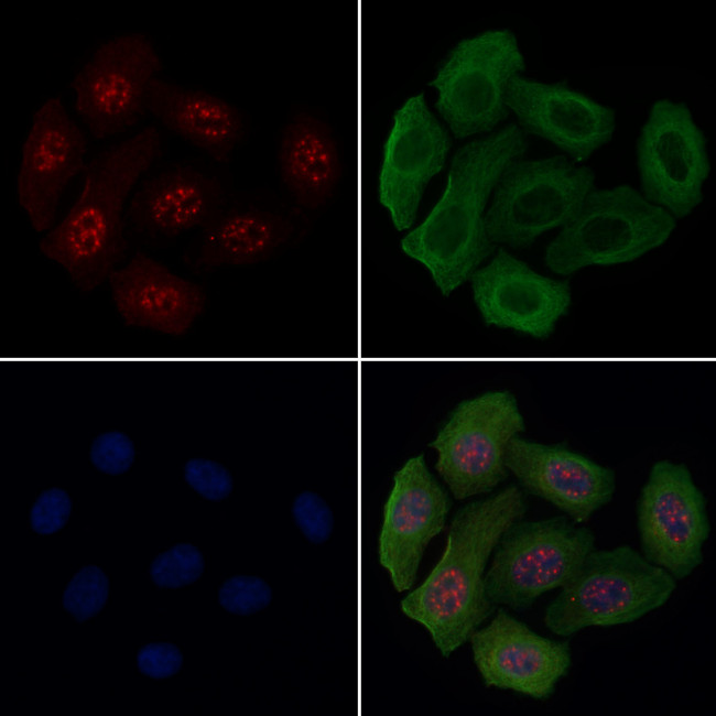 Phospho-p130 (Ser639) Antibody in Immunocytochemistry (ICC/IF)
