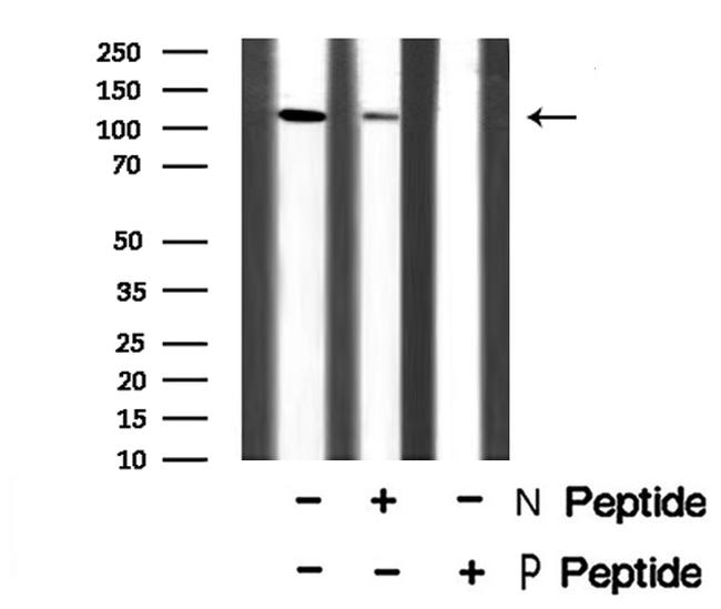 Phospho-MYPT1 (Ser507) Antibody in Western Blot (WB)