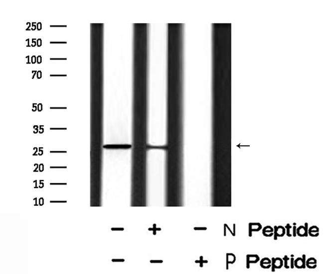 Phospho-14-3-3 sigma (Ser186) Antibody in Western Blot (WB)