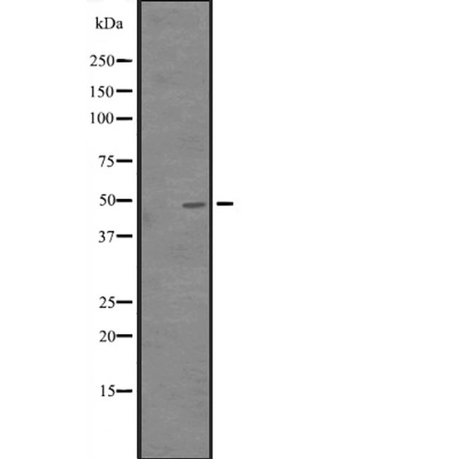 CREB3L3 Antibody in Western Blot (WB)
