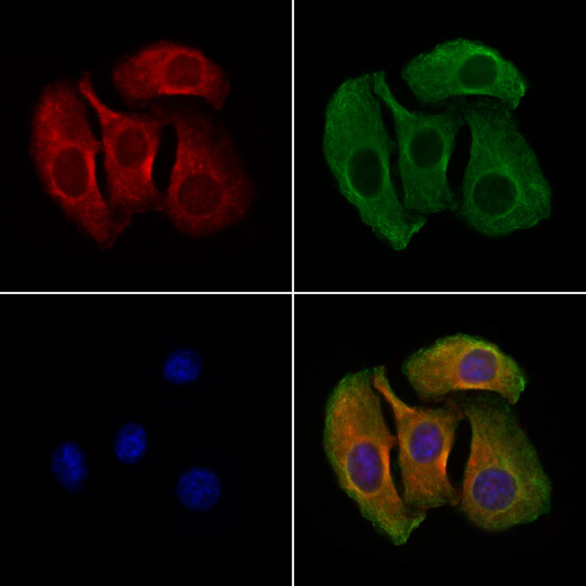 GPR27 Antibody in Immunocytochemistry (ICC/IF)