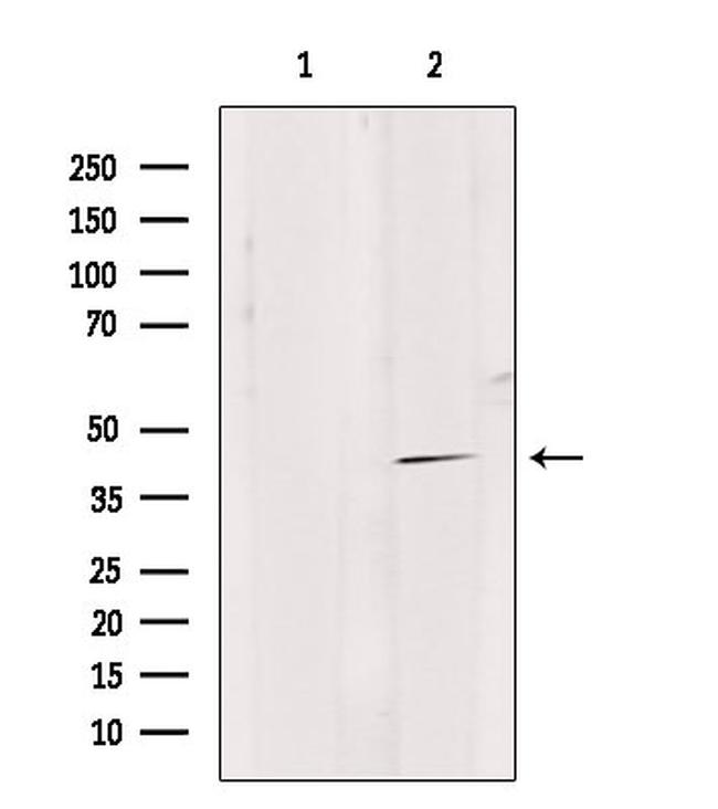 GPR4 Antibody in Western Blot (WB)