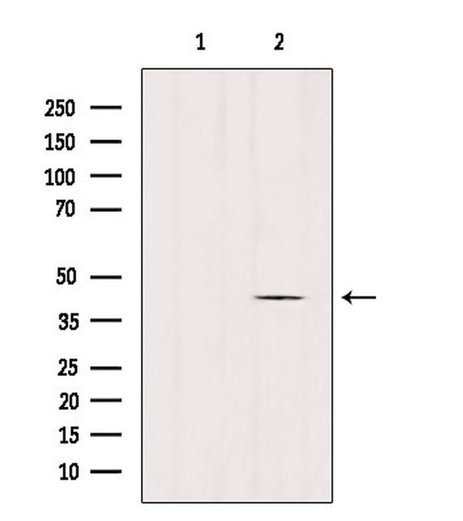 GPR45 Antibody in Western Blot (WB)