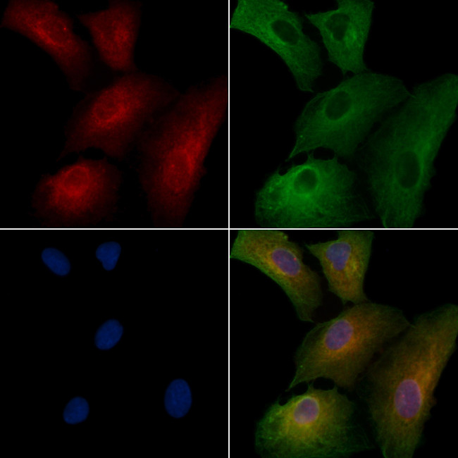 GPR56 Antibody in Immunocytochemistry (ICC/IF)