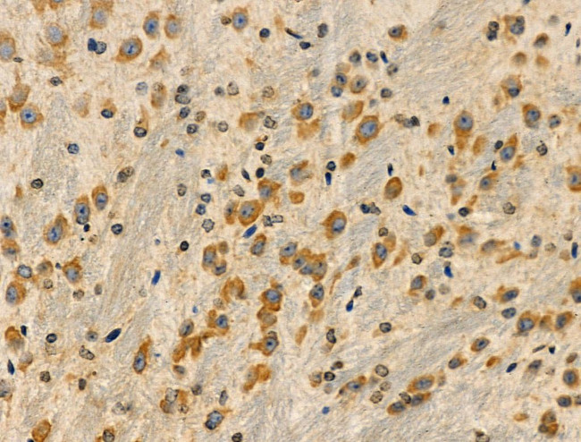 DMGDH Antibody in Immunohistochemistry (Paraffin) (IHC (P))