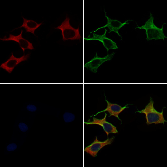 MRPS22 Antibody in Immunocytochemistry (ICC/IF)