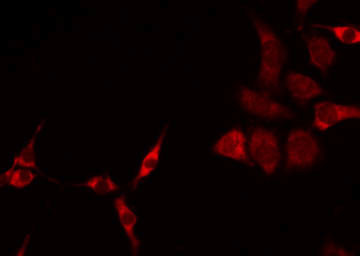 MRPS27 Antibody in Immunocytochemistry (ICC/IF)