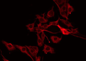 PRSS33 Antibody in Immunocytochemistry (ICC/IF)