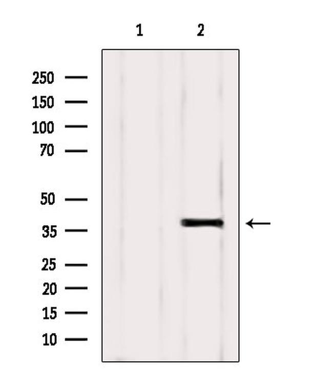 NEK6 Antibody in Western Blot (WB)