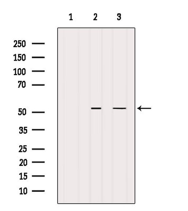 BAG5 Antibody in Western Blot (WB)