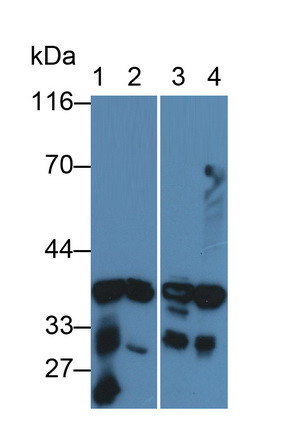 AK1BA Antibody in Western Blot (WB)