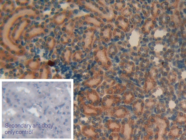 AHSP Antibody in Immunohistochemistry (Paraffin) (IHC (P))