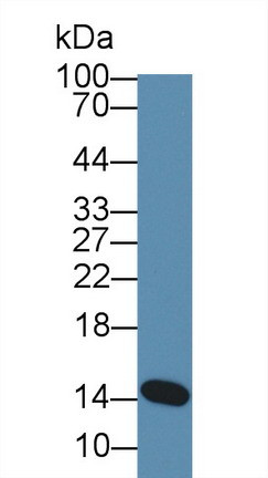 Alpha-lactalbumin Antibody in Western Blot (WB)