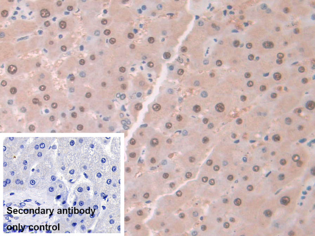 Aminoacylase Antibody in Immunohistochemistry (Paraffin) (IHC (P))