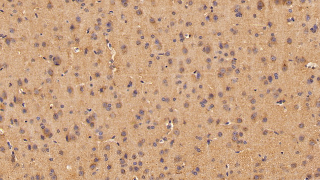 Angiogenin Antibody in Immunohistochemistry (Paraffin) (IHC (P))