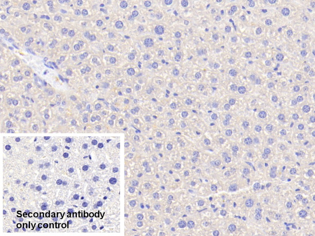 ANGPTL6 Antibody in Immunohistochemistry (Paraffin) (IHC (P))