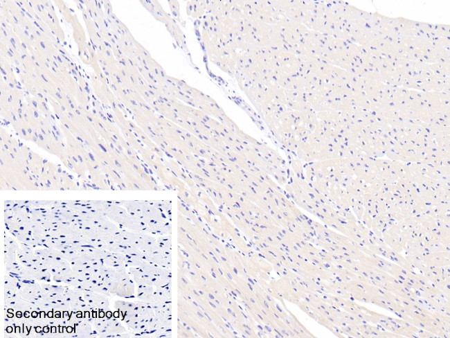 Annexin A9 Antibody in Immunohistochemistry (Paraffin) (IHC (P))