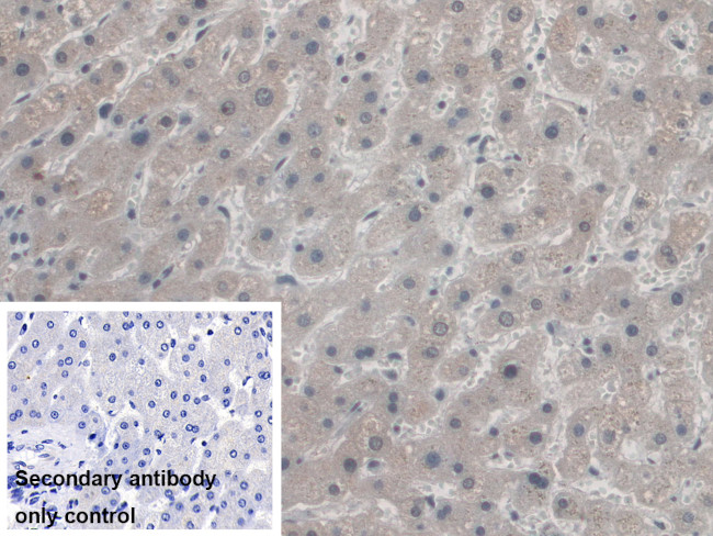 AZIN1 Antibody in Immunohistochemistry (Paraffin) (IHC (P))