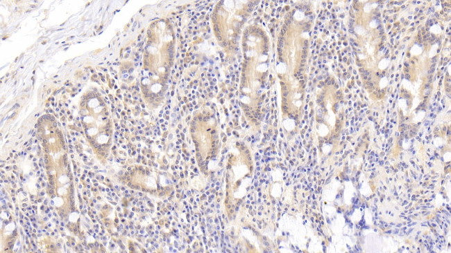 APOA4 Antibody in Immunohistochemistry (Paraffin) (IHC (P))