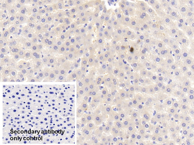 APOA5 Antibody in Immunohistochemistry (Paraffin) (IHC (P))