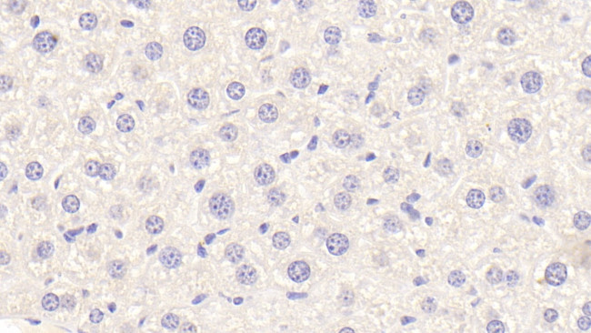 APOF Antibody in Immunohistochemistry (Paraffin) (IHC (P))