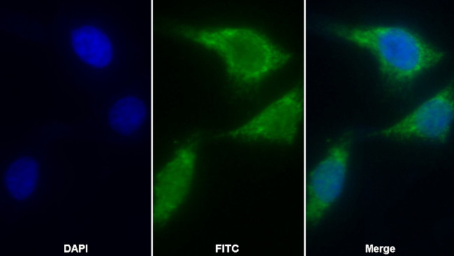 AIF Antibody in Immunocytochemistry (ICC/IF)