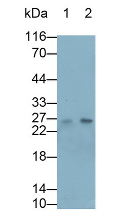 Artemin Antibody in Western Blot (WB)