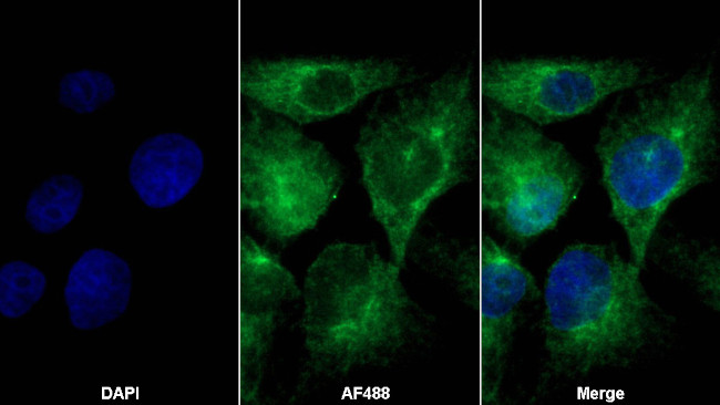 AHR Antibody in Immunocytochemistry (ICC/IF)