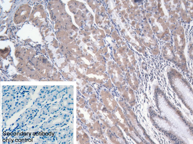 NARS Antibody in Immunohistochemistry (Paraffin) (IHC (P))