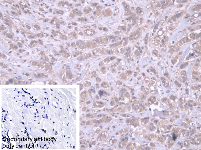 DARS Antibody in Immunohistochemistry (Paraffin) (IHC (P))