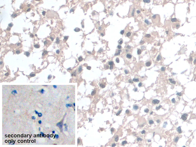 BANF1 Antibody in Immunohistochemistry (Paraffin) (IHC (P))