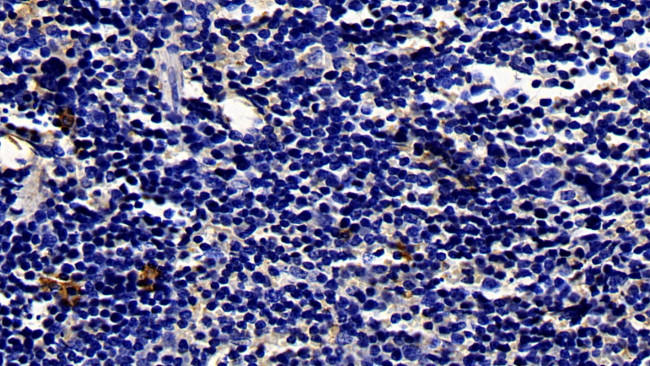Biliverdin Reductase Antibody in Immunohistochemistry (Paraffin) (IHC (P))