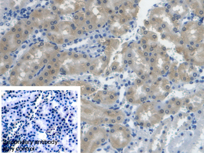 Biliverdin Reductase Antibody in Immunohistochemistry (Paraffin) (IHC (P))