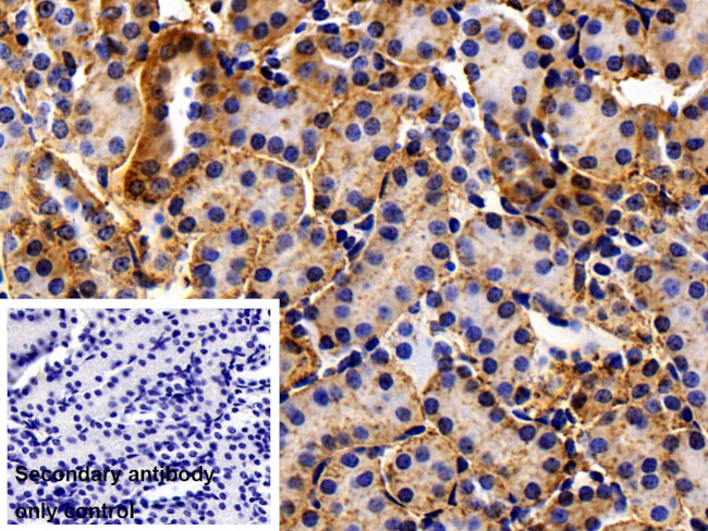 CDH16 Antibody in Immunohistochemistry (Paraffin) (IHC (P))
