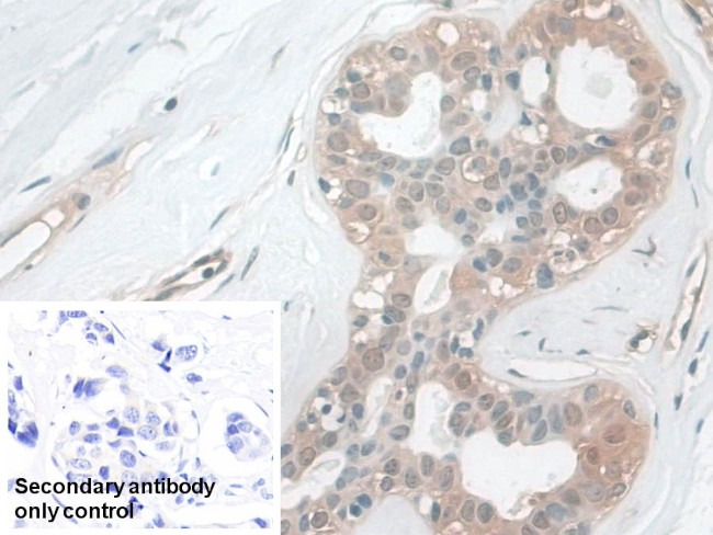 CALML5 Antibody in Immunohistochemistry (Paraffin) (IHC (P))