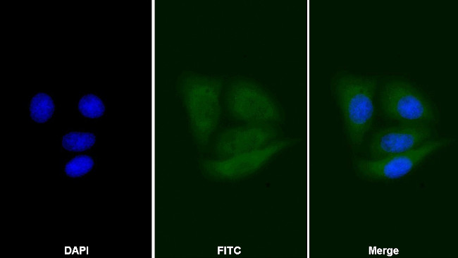 CNPY2 Antibody in Immunocytochemistry (ICC/IF)