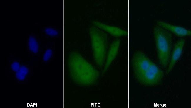 Caspase 8 Antibody in Immunocytochemistry (ICC/IF)