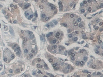 CD300c Antibody in Immunohistochemistry (Paraffin) (IHC (P))