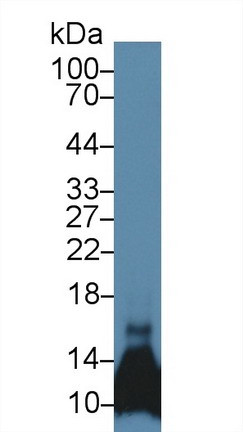 CCL6 Antibody in Western Blot (WB)