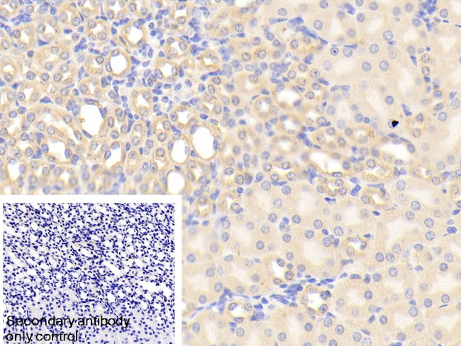 CHRDL1 Antibody in Immunohistochemistry (Paraffin) (IHC (P))