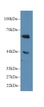 CD15 Antibody in Western Blot (WB)