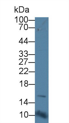 CD164 Antibody in Western Blot (WB)